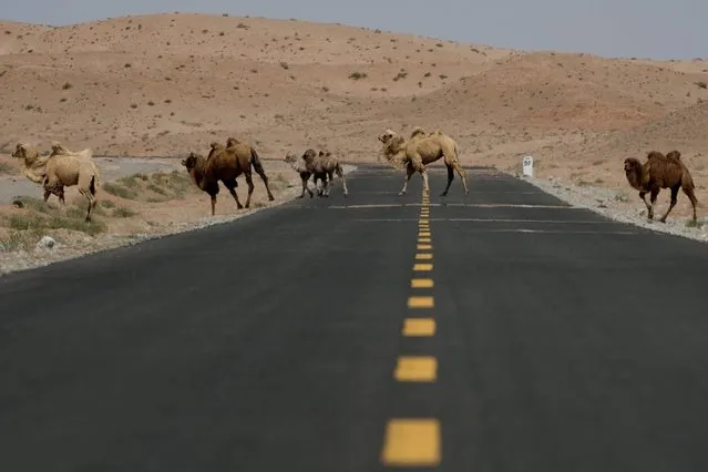 Camels cross a road during an off road mapping of the Silk Way Rally 2016 in the Gobi desert around 2000 km (1100 Miles) north west from Beijing on April 19, 2016. (Photo by Nicolas Asfouri/AFP Photo)