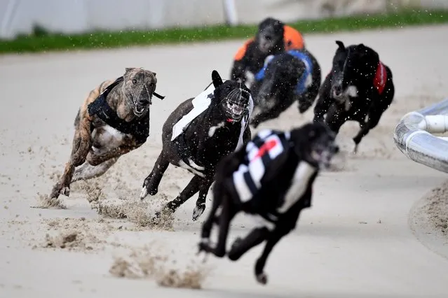 Action from the 16:28 race at Coral Romford Greyhound Stadium, Romford in East London on Monday, May 17, 2021. Fans return to sporting events following the further easing of lockdown restrictions in England. (Photo by Kirsty O'Connor/PA Images via Getty Images)