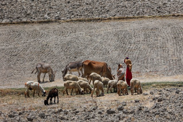 Women cover their faces with scarfs to avoid sunlight as they herd family cattle during a hot summer day, according to the Pakistan Meteorological Department, as the heatwave continues in Mohenjo Daro, Pakistan on May 27, 2024. (Photo by Akhtar Soomro/Reuters)