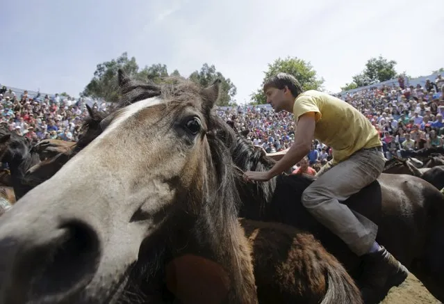 A reveller tries to hold on to a wild horse during the “Rapa das Bestas” traditional event in the village of Sabucedo, northwestern Spain, July 5, 2015. (Photo by Miguel Vidal/Reuters)