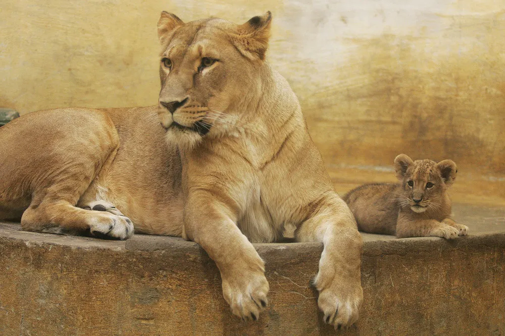 Celebrate Mother's Day with Cute Critters