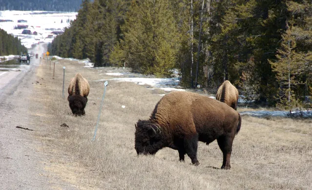 This April 20, 2014, photo shows bison grazing along a state highway near West Yellowstone, Mont. Montana's top wildlife officials on Wednesday April 23, 2014, sought to scale back expectations for a state-wide bison conservation plan following a backlash from ranchers opposed to restoring the animals to their historical habitat. (Photo by Matthew Brown/AP Photo)