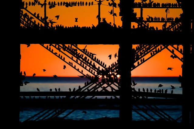 Starlings roost under the Victorian pier as the sun sets in Aberystwyth, Wales, UK on January 26, 2017. (Photo by Keith Morris/Alamy Live News)