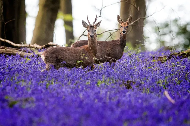 Deer roam through bluebells in Micheldever Wood, Hampshire, England on April 25, 2017 as the blast of Arctic weather that has brought snow to northern Scotland continues to move south. (Photo by Victoria Jones/PA Wire)