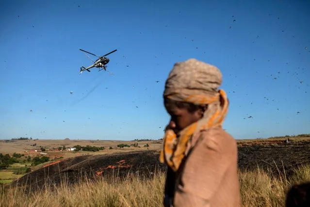 A helicopter of the Food and Agriculture Organization of the United Nations (FAO) flies through Locusts as spreads pesticide to fight against a swarm of locusts threatening to reach Amparihibe village on May 7, 2014 in Tsiroanomandidy , Madagascar. (Photo by AFP Photo/RIJASOLO)
