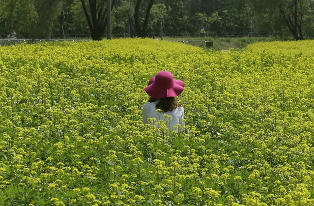 A woman wearing a red hat sits in the middle of a rape flower field in Seoul, South Korea, Wednesday, May 11, 2016. The Seoul metropolitan government will hold a festival of the flower on May 14 and 15. (Photo by Ahn Young-joon/AP Photo)