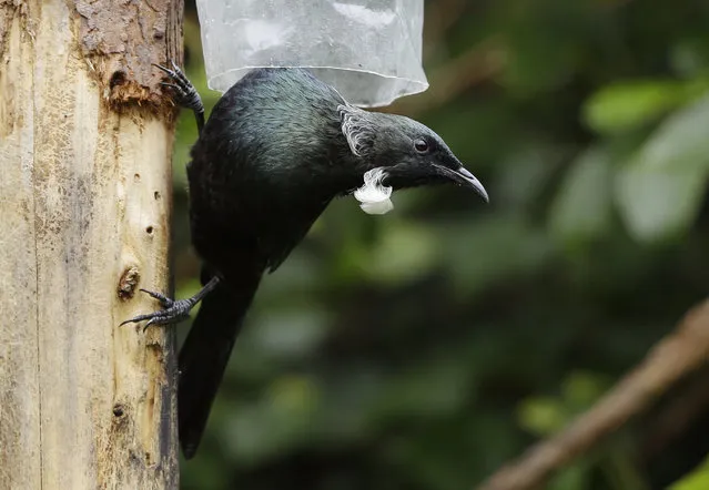 In this March 22, 2017 photo, a tui perches on a tree trunk at a water station at Zealandia in Wellington, New Zealand. People across New Zealand are embracing an environmental goal so ambitious it’s been compared to putting a man on the moon: ridding the entire nation of every last stoat, possum and rat. The idea is to give a second chance to the unusual birds that ruled this South Pacific nation before humans arrived 800 years ago. (Photo by Mark Baker/AP Photo)