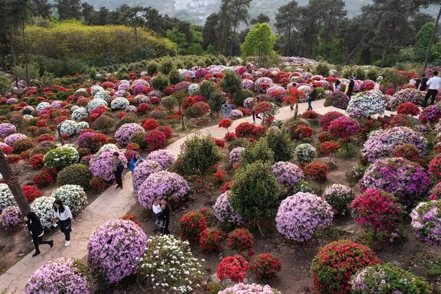 Aerial view of tourists enjoying azalea blossoms at Fangniu village on March 28, 2022 in Chongqing, China. (Photo by He Penglei/China News Service via Getty Images)