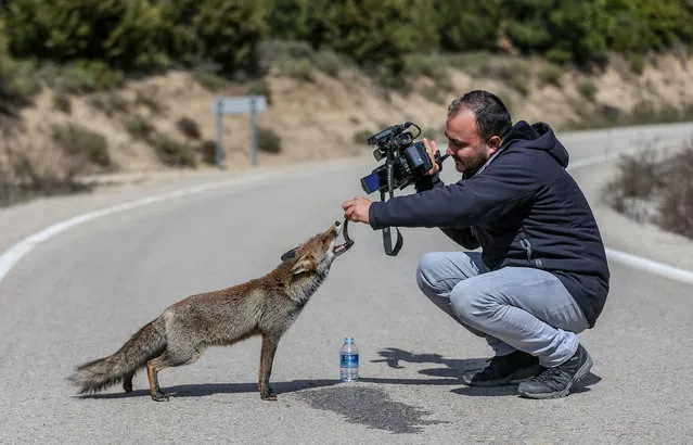 A photojournalist plays with a friendly fox on the historical Gallipoli Peninsula in Canakkale, Turkiye on March 13, 2022. The fox, that stops the citizens traveling with their vehicles on the road around the 57th regiment martyrdom and Conkbayiri on the peninsula and that eats food from their hands, becomes the center of attention. (Photo by Sergen Sezgin/Anadolu Agency via Getty Images)