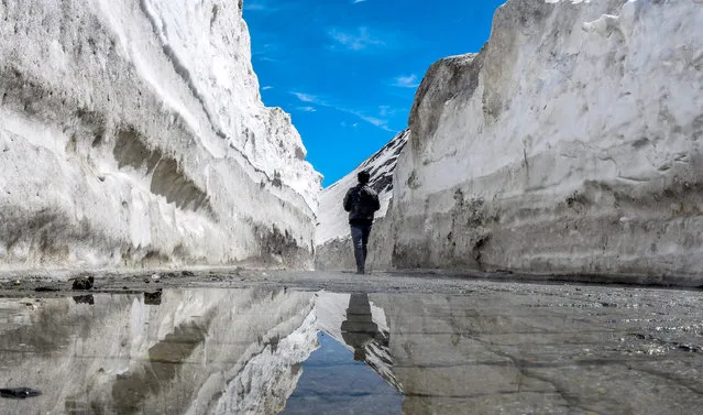 A man passes between the snow  cleared Srinagar-Leh highway on May 12, 2017 in Zojila, 108 km (67 miles) east of Srinagar, the summer capital of Indian administered Kashmir, India. The 443 km (275 miles) long Srinagar-Leh highway was opened for vehicles by Indian Border Roads Organisation after remaining snowbound at Zojila Pass for the past six months. The pass connects Kashmir with Ladakh region a famous tourist destination among foreign tourists for its monasteries, landscapes and mountains. The average snow buildup on the rocky territory of Zojila pass normally stays in the level of 15 to 25 meters and is closed for a half of each year. It opens up in late spring and travelers on the pass have to withstand snowstorms, fierce air currents, cold and highly dangerous circumstances. (Photo by Yawar Nazir/Getty Images)