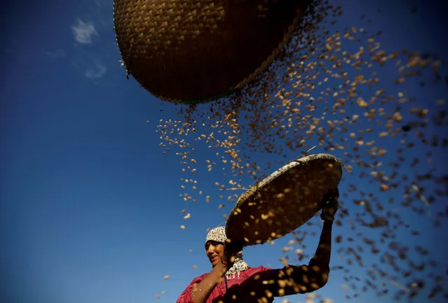 A farmer harvests rice on a field in Lalitpur, Nepal on November 15, 2019. (Photo by Navesh Chitrakar/Reuters)
