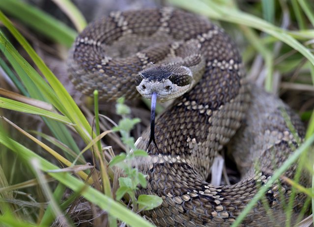 A northern Pacific rattlesnake curls into a defensive position in the tall grass of a pasture along a country road near Elkton in southwestern Oregon on July 5, 2024. (Photo by Robin Loznak/ZUMA Press Wire/Rex Features/Shutterstock)