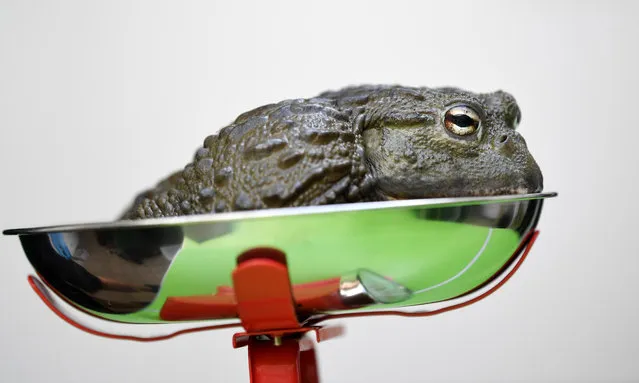 An African bullfrog is weighed at the city’s zoo in London, England on August 22, 2019. (Photo by James Veysey/Rex Features/Shutterstock)