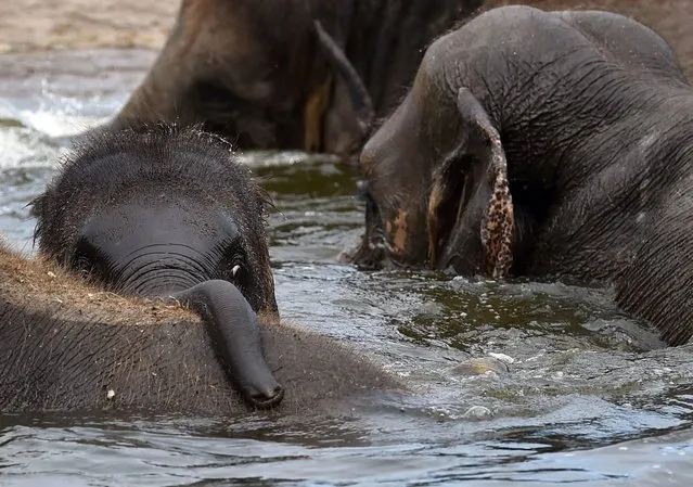 Baby elephant Edgar splashes around as he bathes with family members in a pool of his enclosure at the Tierpark zoo in Berlin on August 10, 2017. (Photo by Britta Pedersen/AFP Photo/DPA)