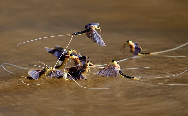 Long-tailed mayflies