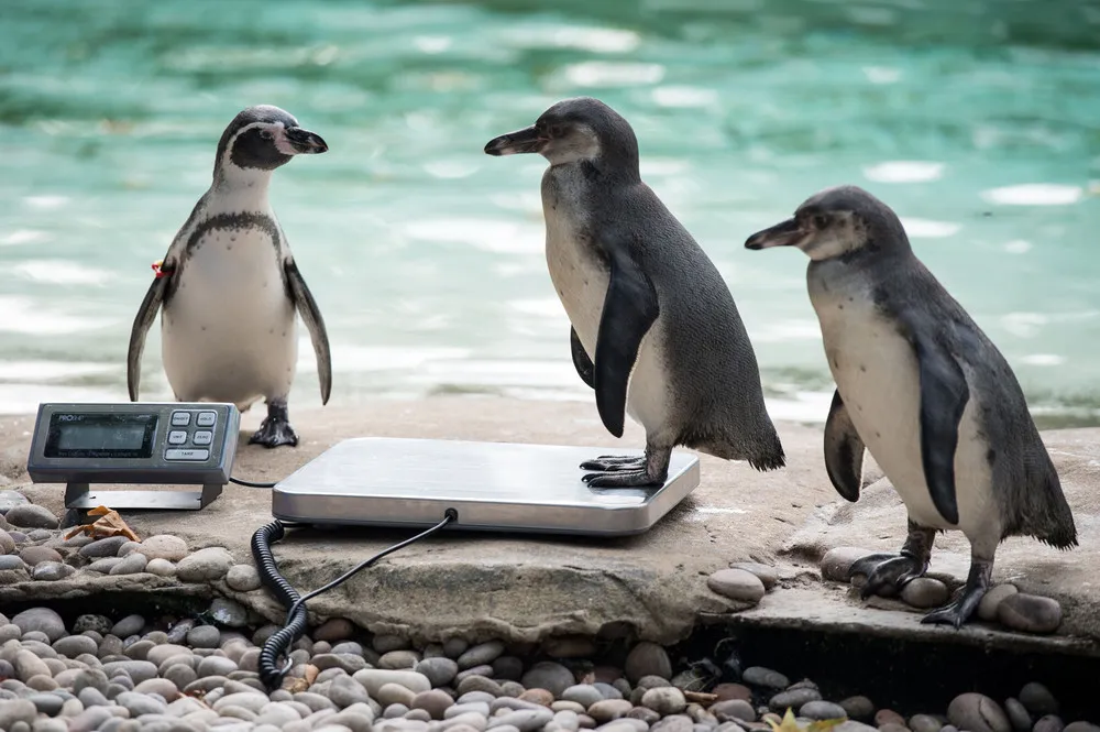 London Zoo’s annual Weigh-in Begins