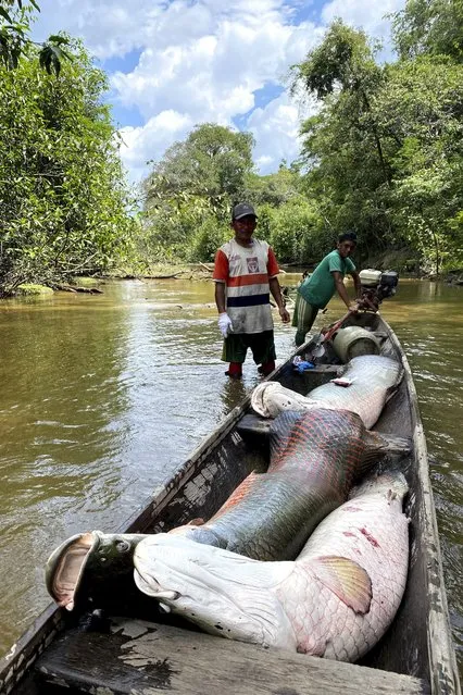 Members of the Deni Indigenous people work during the arapaima fishing season in the Jurua river basin in the Brazilian Amazon, on September 15, 2021. (Photo by Fabiano Maisonnave/AP Photo)