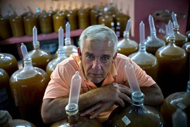 In this March 30, 2017 photo, winemaker Orestes Estevez poses among dozens condom topped wine jugs at his house in Havana, Cuba, Thursday. Estevez and his family fill the glass jugs with grapes, ginger and hibiscus, then slip a condom over each glass neck to start the unusual process of winemaking in a land famed for rum. (Photo by Ramon Espinosa/AP Photo)
