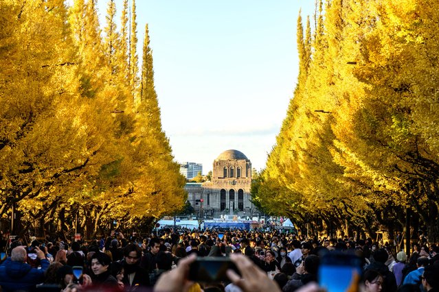 People take pictures with ginkgo leaves in autumn colours at the Meiji Shrine Outer Garden in Tokyo on November 28, 2024. (Photo by Philip Fong/AFP Photo)