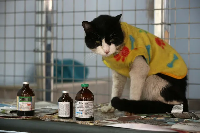 In this August 2, 2014 photo, a cat leukemia waits to me medicated in Maria Torero's home in Lima, Peru. For five years,Torero has ministered to the sick felines, attempting to improve their quality of life as they slowly succumb to the common, fatal retrovirus. (Photo by Martin Mejia/AP Photo)