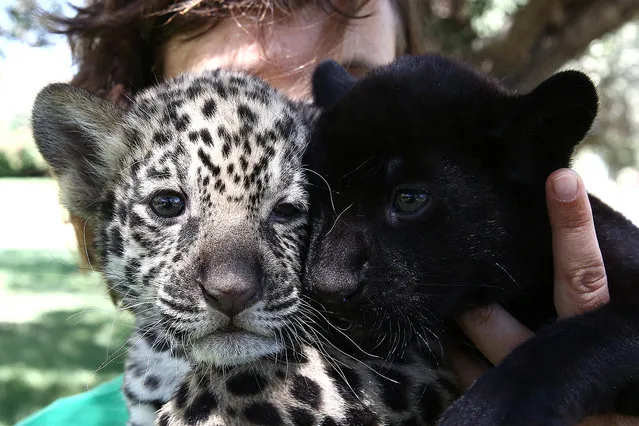 Andrea Czerny, employee of the Attica Zoological Park, holds baby jaguars Lucky, left, and Jucky inside the park in Spata, east of Athens, Saturday, July 16, 2016. The two jaguars who are nearly five weeks old, were born in the zoo and both will be staying there until their transfer to another park. (Photo by Yorgos Karahalis/AP Photo)