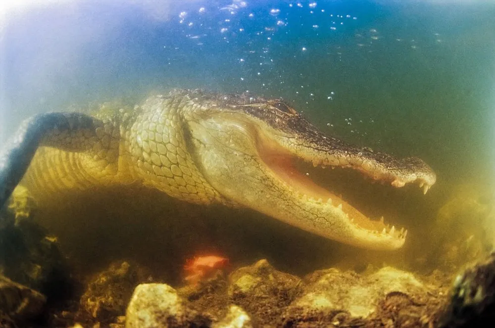 The Taser Photoshoot Original