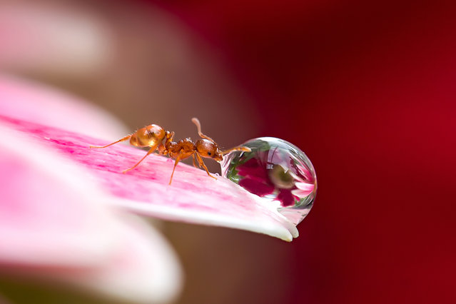 A macro view of an ant drinking from a water droplet in Obihiro, Japan. Animal-Lover Miki Asai has gone a step beyond feeding bread to the ducks – by syringe-feeding water to tiny ants. The office worker from Obihiro City, Japan, squirts droplets near the tiny insects and then uses a macro lens to capture quenching their thirst. The amateur photographer started capturing these images near her house in July 2013 after spotting an ant struggling in the rain. (Photo by Miki Asai/Barcroft Media)