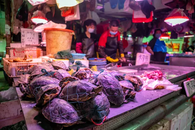 A vendor wearing a mask sells live turtles on Xihua Farmer's Market in Guangzhou, Guangdong province, China, 04 May 2020. (Photo by Alex Plavevski/EPA/EFE)