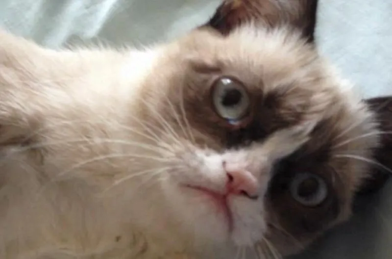 Grumpy Cat: Photos + Video