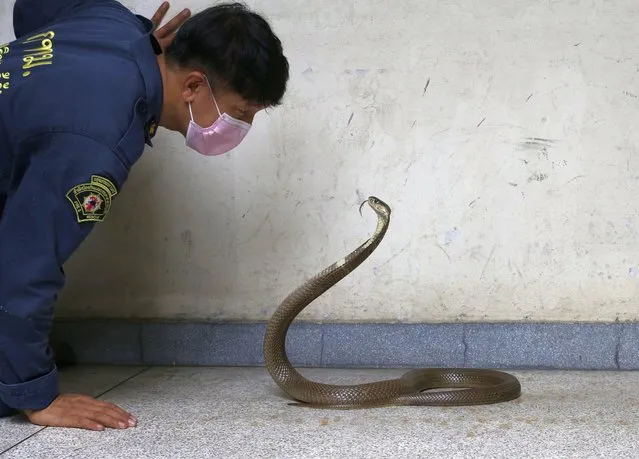 Thai fireman Phinyo Pukphinyo shows his skills in handling a cobra at Bang Khen Fire and Rescue Station in Bangkok, Thailand, 06 September 2022. As monsoon storms between June and October cause widespread flooding across the country, it is common for people in Thailand's capital city of Bangkok to experience a spate of wildlife invasion in residential areas, in particular from snakes like pythons and cobras. According to the Bangkok Fire and Rescue Department, they receive between 150 to 200 emergency calls a day asking for help to catch invading snakes during the rainy season. About 60,000 of these animals are caught every year. Most of the creatures do not pose any danger to humans and were taken to wildlife shelters or released to the wild after being rescued by firefighters. The rapid pace of urban expansion has also increased the likelihood of encounters with these wild animals as their habitats are encroached by the development of the city towards wild areas. (Photo by Narong Sangnak/EPA/EFE)