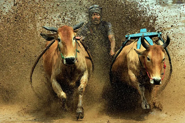 A jockey spurs cows during the traditional Pacu Jawi cow race in Tanah Datar of West Sumatra, Indonesia on August 20, 2016. (Photo by Amanda/ZUMA Press/Splash News)