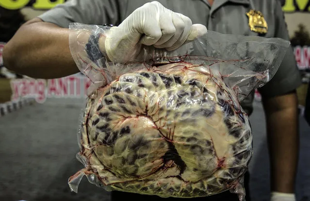Indonesian police display one of the 657 dead and frozen pangolins in Surabaya, East Java, on August 25, 2016 after thwarting the smuggling operations of these threatened with extinction mammals. The pangolins were smuggled out of their natural habitat in Badas village, in Jombang district, eastern of Java island, to China and Taiwan for their meats, skinn and scales, according to the police. (Photo by Juni Kriswanto/AFP Photo)