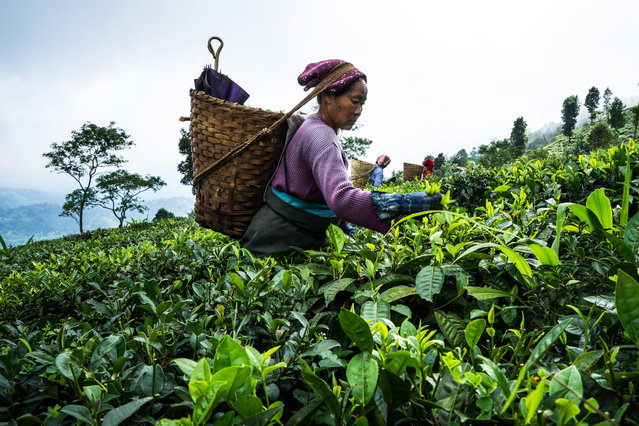 Workers hand-pick tea leaves on the Makaibari Tea Estate in Kurseong, West Bengal, India, on Monday, September 8, 2014. (Photo by Sanjit Das/Bloomberg)