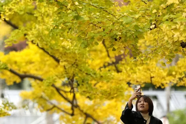 A visitor takes a picture of fall colors of ginkgo tree leaves at a park in Tokyo, Tuesday, November 22, 2022. (Photo by Shuji Kajiyama/AP Photo)