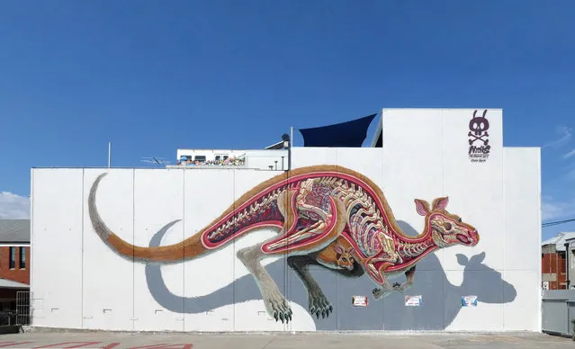 Nychos, Collingwood. Austrian artist Nychos painted this enormous kangaroo in Collingwood in early 2017. Chosen for its local relevance, the ’roo and her joey have been “dissected” in Nychos’s distinctive style. The cut-away anatomy, which leaves the bodies transparent and the organs visible, and the attention to detail are typical of the animals Nychos has painted on walls around the world. (Photo by Lou Chamberlin/The Guardian)