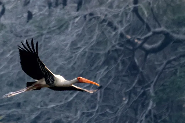 In this picture taken on November 26, 2022, a Painted Stork flies in Sultanpur bird sanctuary in Sultanpur. (Photo by Sebastien Berger/AFP Photo)