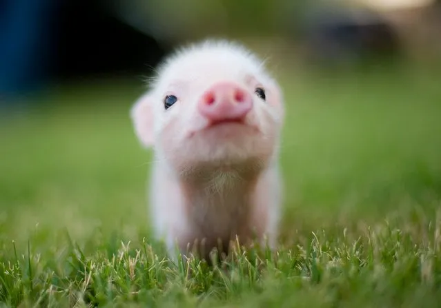 “Adorable Teacup Pig” (Source: Brittney)