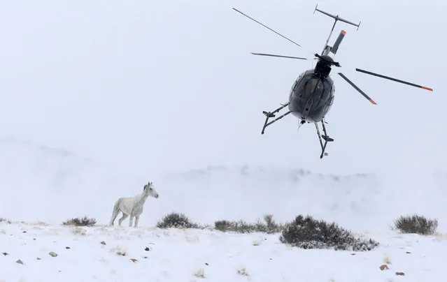 A wild horse is herded into corrals by a helicopter during a Bureau of Land Management round-up outside Milford, Utah, January 7, 2017. (Photo by Jim Urquhart/Reuters)