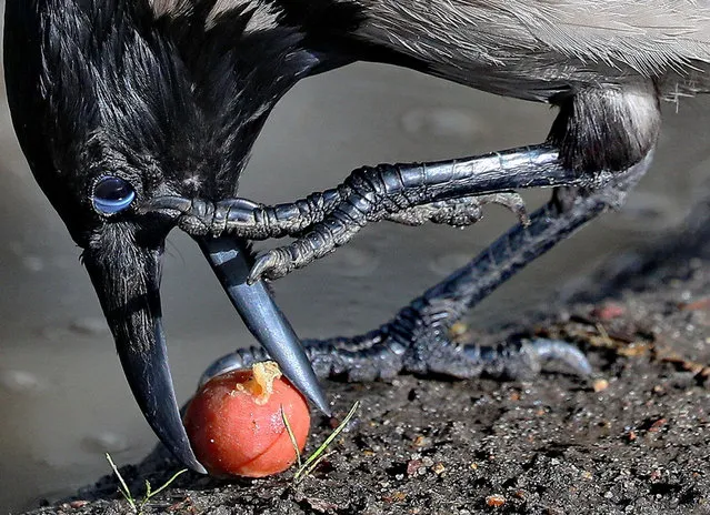 A crow eats a crab apple in Ivanovo, Russia on July 31, 2020. (Photo by Vladimir Smirnov/TASS)
