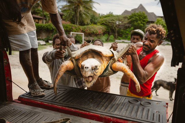 Staff from Local Ocean Conservation and fishermen lifting a mature Loggerhead sea turtle into a car, after the turtle was hooked out on the open water and needs to be taken to observation in the rehabilitation centre before being released back into the ocean, in Watamu, Kenya on May 22, 2025. (Photo by Fredrik Lerneryd/AFP Photo)