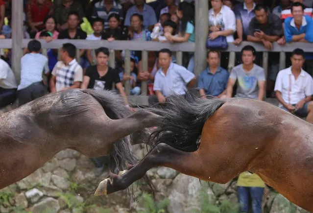 Two horses fight during a Xinhe Festival in Peixiu Village of Antai Township in Rongshui Miao Autonomous County on July 11, 2016 in Liuzhou, Guangxi Zhuang Autonomous Region of China. (Photo by VCG/VCG via Getty Images)
