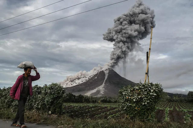 An Indonesian farmer passes a field as Mount Sinabung volcano spews thick smoke into the air in Karo, North Sumatra on December 2, 2017. Mount Sinabung roared back to life in 2010 for the first time in 400 years, after another period of inactivity it erupted once more in 2013, and has remained highly active since. (Photo by  Ivan Damanik/AFP Photo)