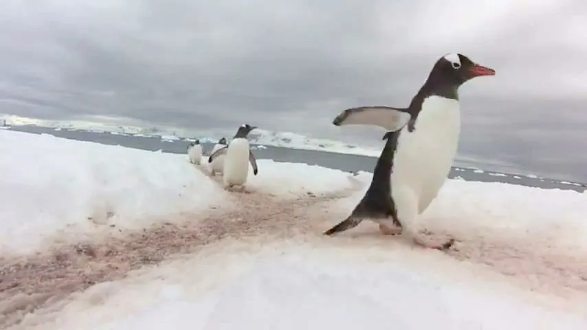 “Penguin Highway” in Antarctica by Melissa Brennan (Video)