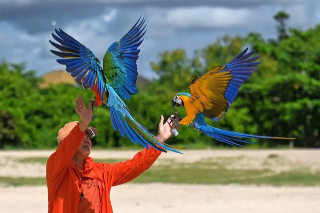 A man trains his parrots on a beach in Sanur on Indonesia's resort island of Bali on January 12, 2023. (Photo by Sonny Tumbelaka/AFP Photo)