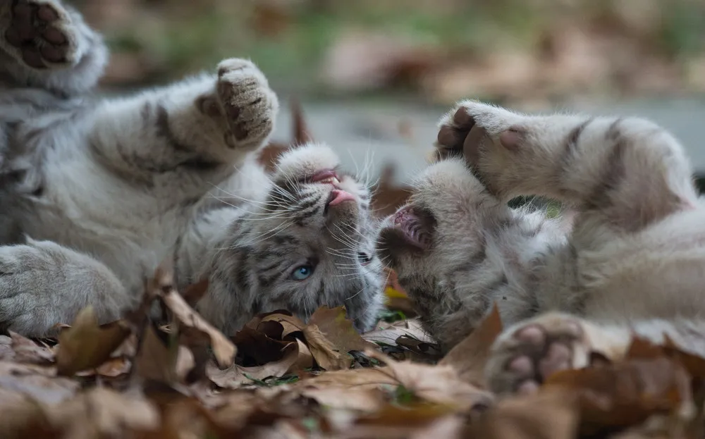 The Week in Pictures: Animals, November 15 – November 22, 2014