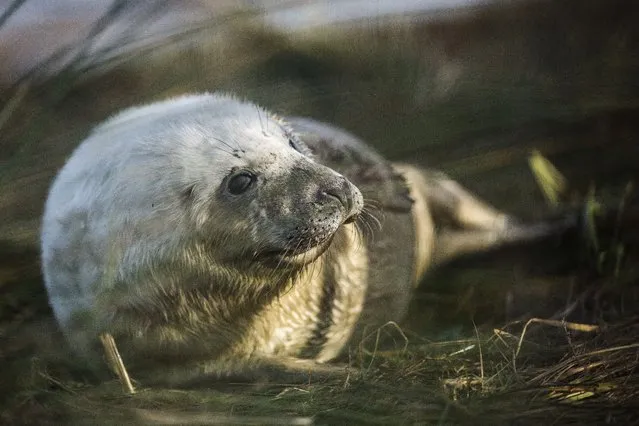 A Grey Seal pup lays in the grass at the Lincolnshire Wildlife Trust's Donna Nook nature reserve on November 24, 2014 in Grimsby, England. (Photo by Dan Kitwood/Getty Images)