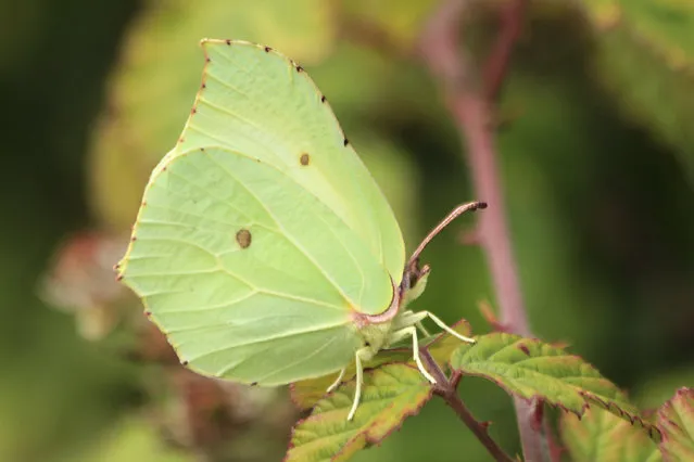 A handout picture released on September 23, 2020 by Andrew Bladon of University of Cambridge shows a Brimstone Gonepteryx rhamni butterfly on July 29, 2020. Key to butterfly climate survival may be in the wings. Whether a butterfly's wings absorb or reflect heat from the sun could be a matter of life and death in a warming world, according to British research published on September 24, 2020 calling for gardens, parks and farms to host shady, cooling-off spots. While all butterflies are ectotherms – they cannot generate their own body heat – their ability to thermoregulate varies significantly between species, researchers said. The study found that those that struggle to moderate their body temperatures often rely on being able to escape the full heat of the sun in shady “microclimates” to survive. (Photo by Andrew BLADON/University of Cambridge/AFP Photo)