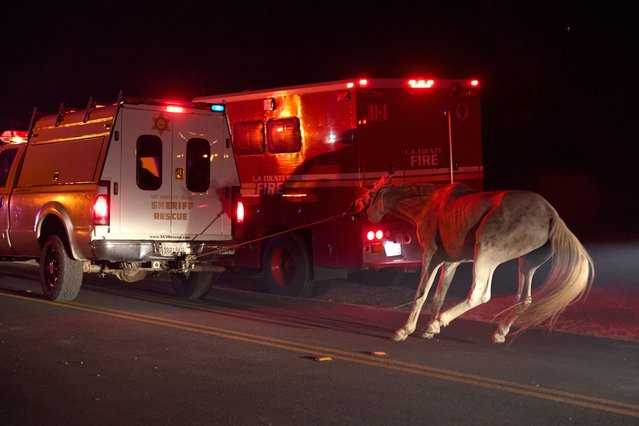A horse is evacuated as the Canyon Fire burns in brush-filled hillsides in Castaic, California, 07 August 2025. The Canyon Fire near Lake Piru, a reservoir about 60 miles northwest of downtown LA, has forced thousands to evacute and has grown to more than 1,000 acres according to Cal Fire. (Photo by Allison Dinner/EPA)