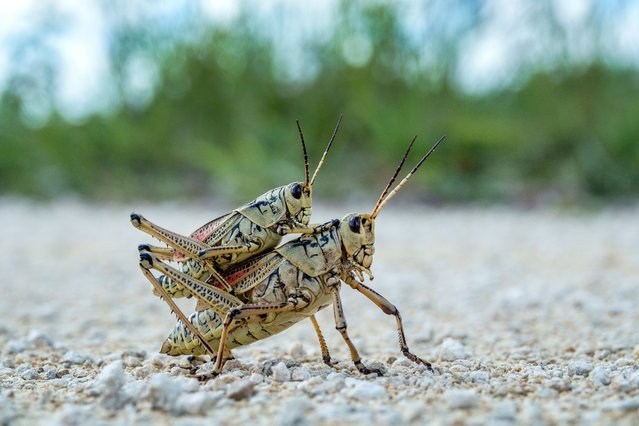 Two grasshoppers on the Shark Valley Hiking Trail, at the Everglades National Park near Miami, Florida, USA, 12 August 2025. Located in the southernmost part of Florida, the Everglades wetland is recognized by the United Nations Educational, Scientific and Cultural Organization (UNESCO) as one of the most unique ecosystems in the world due to its unparalleled biodiversity. A lawsuit over the potential environmental impact of the construction of “Alligator Alcatraz” has halted further construction on this new migrant detention center. (Photo by Cristóbal Herrera/EPA)