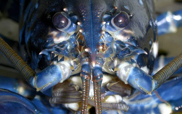 A European lobster (Hommarus gammarus) is pictured in a breeding station at the Alfred-Wegener institute (AWI) on the German island of Heligoland, about 46 kilometres away from the German coastline, on May 2, 2013. Biologists at the Alfred-Wegener Institute for Polar and Marine Research are breeding 3,000 lobsters to be released next year into the Borkum Riffgat offshore wind farm near the island 70 km off the German-Dutch coast. (Photo by Fabian Bimmer/Reuters)